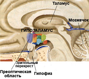Американским биологам удалось обмануть нейроны преоптической области гипоталамуса (на рисунке), отвечающие за терморегуляцию, заставив их постоянно снижать на полградуса температуру тела трансгенных мышей (изображение с сайта www.colorado.edu)