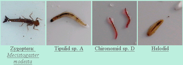 Личинки насекомых, развивающиеся в скоплениях воды в листьях бромелий. Слева направо: хищная личинка стрекозы Mecistogaster modesta, личинки мух семейства типулид, личинки мух (некусающихся комаров) хирономид, личинки жуков трясинников. Кроме личинок стрекоз, все остальные животные — детритофаги, потребляющие гниющие остатки растений. Фото с сайта www.zoology.ubc.ca