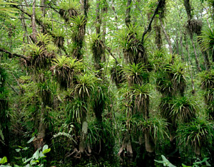 Эпифитные бромелии рода Guzmania, растущие на деревьях в тропическом лесу. Фото с сайта www.digitaltree.com