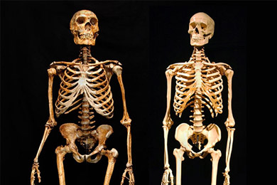 Скоро генетики смогут выяснить, какими генами обусловлены различия между неандертальцем (слева) и современным человеком (справа). Фото из обсуждаемой статьи в Science