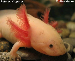 Аксолотль — земноводное, сохраняющее способность к восстановлению утраченных конечностей в течение всей жизни. Это сделало его излюбленным объектом биологов, изучающих механизмы регенерации (фото © А. Кропотова с сайта www.vitawater.ru)