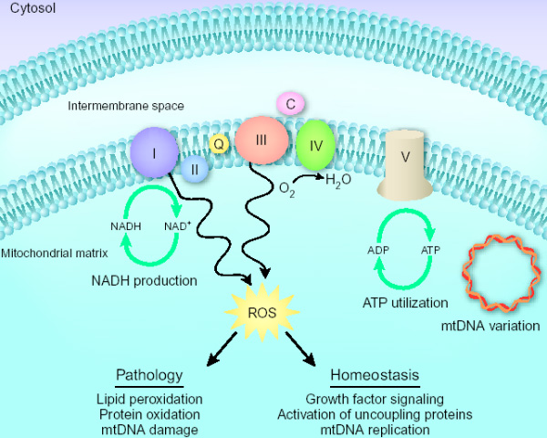 Схема клеточной дыхательной цепи, встроенной во внутреннюю мембрану митохондрии. I–V — ферментные комплексы дыхательной цепи, Q — убихинон, C — цитохром С, ATP — АТФ. Ферментные комплексы I и III индуцируют выработку АФК (ROS, reactive oxygen species — активные формы кислорода). АФК имеет не только патологические функции (оксидация липидов и белков, повреждение мтДНК), но и регуляторные (передача сигналов роста, активация разобщающих белков, активизация репликации мтДНК). Рис. из статьи Baughman & Mootha в Nature Genetics