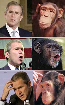 По-видимому, превосходство умственных способностей человека перед шимпанзе закодировано очень малым числом генов (изменением их последовательности или уровня экспрессии), и найти эти гены непросто. Фото с сайта thegreenman.net.au