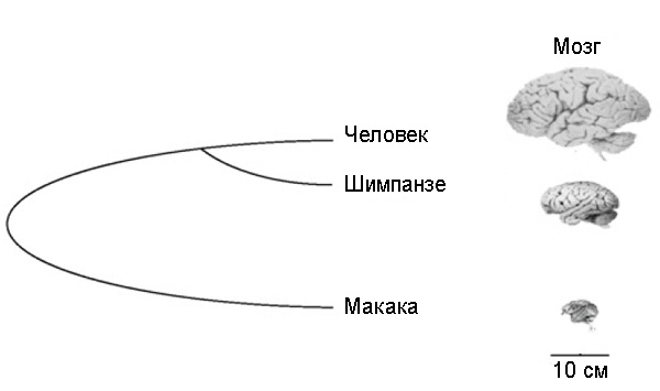 Эволюционное дерево человека, шимпанзе и макаки. Сравнительный размер головного мозга. Рис. из статьи Shi et al. 2006