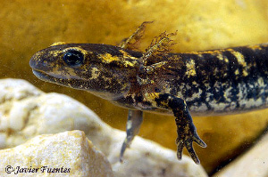 Три пары наружных жабр — самый броский из отличительных признаков личинок хвостатых амфибий (фото © Javier Fuentes с сайта www.sierradebaza.org)