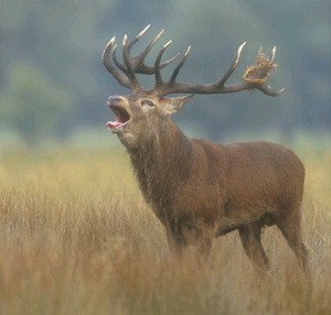 Самцу благородного оленя непросто добиться успеха в личной жизни. Но если уж это удалось, то нужно позаботиться о том, чтобы среди потомства было побольше сыновей, которые унаследуют полезные для самцов признаки (фото с сайта www.deer-uk.com)