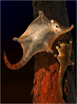 Так выглядел, по представлениям китайских палеонтологов, древнейший летающий зверек. Небольшого размера и веса, он был прекрасно адаптирован к планирующему полету, жил на деревьях, но мог неплохо бегать и по земле. Это представитель неизвестного прежде отряда млекопитающих. Изображение © Chuang Zhao, Lida Xing с сайта www.nytimes.com