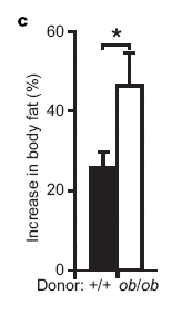 Увеличение массы жира (%) за две недели у безмикробных мышей, которым пересадили кишечную флору от худых (левая колонка) и от толстых (правая колонка) сородичей. Рис. из обсуждаемой статьи Peter J. Turnbaugh et al.