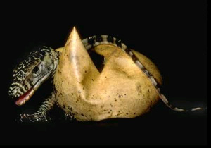 Детеныш комодского варана вылупляется из яйца. Если это потомство партеногентическое, то это наверняка самец, если же детеныш произведен по правилам самкой и самцом, то это может быть и самка, и самец. Фото с сайта nationalzoo.si.edu