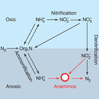 Два пути образования свободного азота: классическая денитрификация и anammox