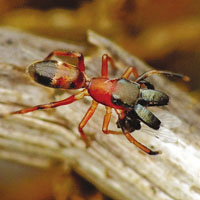 «Вот я, вот я превращаюсь в муравья!»