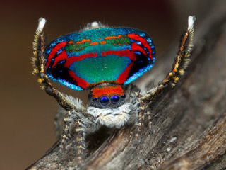 Самец паука-павлина Maratus caeruleus