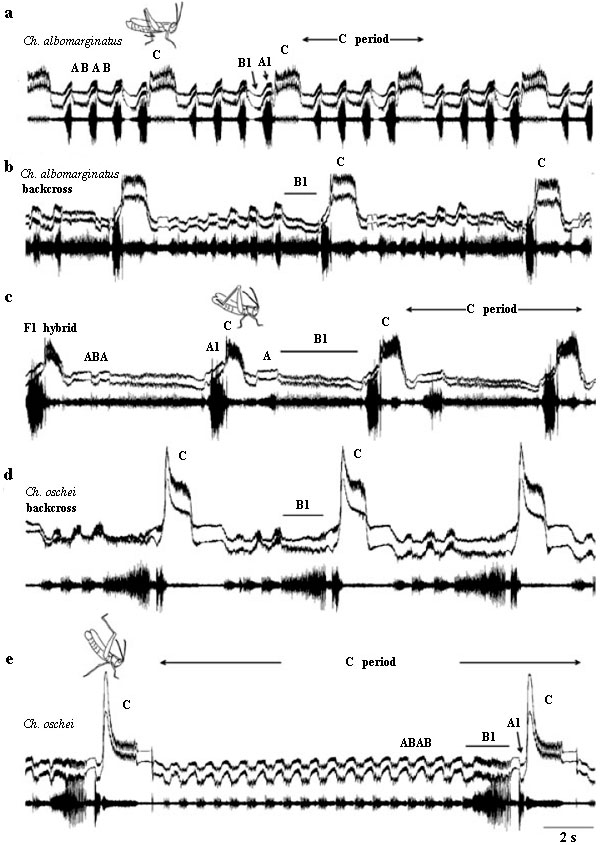 Запись песенок (S) и движений задних ног (HL) у Chorthippus albomarginatus (a), Ch. oschei (e), гибридов первого поколения (c), потомков «возвратного» скрещивания гибридов с первым видом (b) и со вторым (d). У Ch. oschei важным элементом ритуала ухаживания является «вскидывание» задних ног. Рис. из обсуждаемой статьи в Journal of Evolutionary Biology
