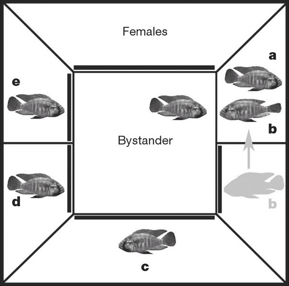 Схема аквариума, в котором проводились опыты. В центре — наблюдатель (bystander). Самцы a, b, c, d, e сидят каждый в своем периферическом отсеке. На рисунке показан один из «учебных боев», которые должны были дать наблюдателю представление о силе соперников. В данном случае к самцу a пересадили самца b, а наблюдатель смотрит, как они дерутся. Рис. из обсуждаемой статьи в Nature