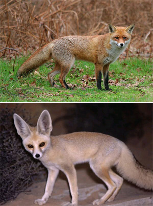 Обыкновенная (вверху) и песчаная лисицы в некоторых частях света встречаются вместе. Конкуренция вынудила эти виды перейти на разную добычу: в результате их зубы сильно различаются. У хищников, живущих вместе, различия зубов гораздо сильнее, чем у живущих порознь. Фото с сайтов ru.wikipedia.org и www.canids.org