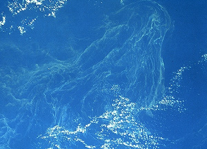 Рис. 2. Это огромное, похожее на медузу, образование — сфотографированное из космоса скопление Trichodesmium — цианобактерий, играющих важную роль в связывании атмосферного азота в тропических областях. Снимок NASA сделан около Австралии (с сайта www.soes.soton.ac.uk)