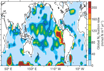Рис 4. Распределение интенсивности азотфиксации (микромоль N2/м2 в год) по акватории Мирового океана. Азот связывается там, где интенсивно идет денитрификация. Рис. из обсуждаемой статьи в Nature
