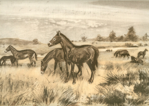 Трехпалая лошадка мезогиппус была современником великого похолодания на рубеже эоценовой и олигоценовой эпох. Соотношение стабильных изотопов кислорода и углерода в костях и зубах мезогиппуса сохранило ценную информацию об этом событии. (Картина Зденека Буриана с сайта evolbiol.ru)