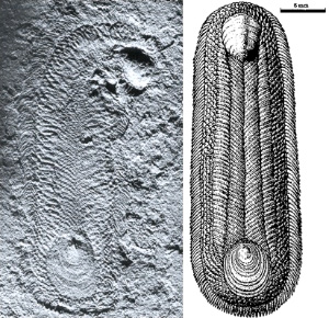 Halkieria — загадочное животное, встречающееся в отложениях раннего и среднего кембрия (500–540 млн лет назад), — попеременно трактовалось разными исследователями как близкое к предкам кольчатых червей, моллюсков или брахиопод. Масштаб 5 мм. (Изображения с сайта evolbiol.ru)