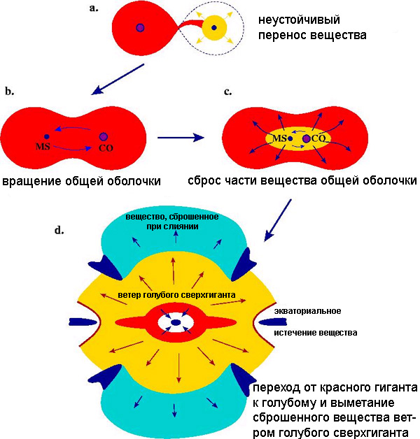 Рис. 3. Модель Морриса и Подсядловского. Такая эволюционная схема привела, в частности, к формированию колец. Панель a: начинается неустойчивый перенос вещества с одной звезды на другую. Образуется общая оболочка (панель b). На этой стадии менее массивная звезда (она слева) находится еще на стадии главной последовательности (MS), в то время как вторая, более массивная и, соответственно, быстрее эволюционирующая звезда, уже сформировала внутри себя углеродно-кислородное (CO) ядро. Звезды сближаются внутри общей оболочки, и часть вещества оболочки рассеивается (панель c). Наконец, слияние заканчивается (панель d: темно-синий цвет — это уплотнения, то есть зародыши колец; голубой — вещество, сброшенное при слиянии; красный — вещество, сброшенное при превращении красного гиганта в голубой; желтый — ветер голубого гиганта). После 1000-летней релаксации возникает голубой гигант. К этому моменту рассеивающаяся оболочка уже сформировала вокруг сложную структуру, которая содержит «зародыши» трех колец. Быстрый и мощные ветер гиганта поддувает всю эту структуру. Перед взрывом сверхновой, который произошел спустя примерно 20 000 лет после слияния, весь набор колец уже готов. Остается только ионизовать вещество в них мощным потоком ультрафиолета. (Рис. из обсуждаемой статьи astro-ph/0703317)