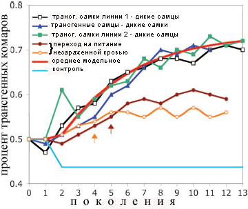 На графиках показано, как постепенно от поколения к поколению увеличивается доля трансгенных комаров в популяции, и к девятому-десятому поколению соотношение становится относительно стабильным. Голубая линия — контрольное соотношение, приведено на основе предыдущих расчетов. Рис. из обсуждаемой статьи в PNAS