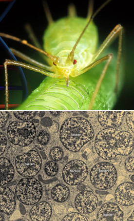 Компоненты симбиотического сверхорганизма: тля (вверху) и бактерии Buchnera, живущие в специализированных клетках хозяина — бактериоцитах (фото с сайтов www.genomenewsnetwork.org и www.uv.es)