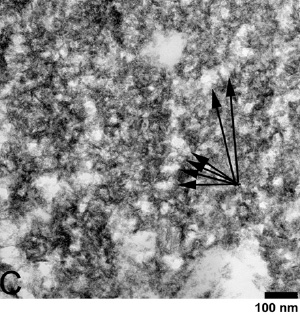 Электронная микрофотография деминерализованных костей динозавра. Стрелочки показывают на упорядоченные структуры коллагеновых волокон. Фото из дополнительных материалов к обсуждаемой статье в Science (V. 316. P. 277–280)