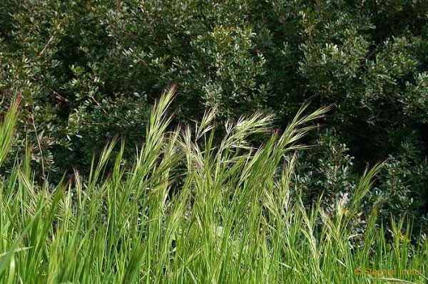 Рис. 4. На переднем плане — заросли костра Bromus diandrus — злака, который начинал доминировать в описанных опытах при дополнительном удобрении и поливе. Фото с сайта online-media.uni-marburg.de