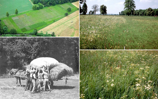 Рис. 1. Экспериментальные луга (в прошлом пастбища) на Ротамстедской станции в Англии. Слева вверху — вид сверху на часть экспериментальных участков. Слева внизу — сбор сена с опытного пастбища в 1940-х годах. Справа вверху — луг, часть которого получала удобрения. Справа внизу — участок нетронутого луга. Фотографии с сайта www.rothamsted.ac.uk
