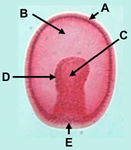 Типичная гаструла многоклеточного животного. A — эктодерма (наружный зародышевый листок), B — бластоцель (первичная полость тела), C — первичная кишка, D — энтодерма (внутренний зародышевый листок), E — бластопор (первичный рот). Фото: Dr. Anna E. Ross, Christian Brothers University, TN (с сайта coris.noaa.gov)