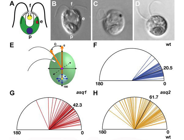 Здесь показаны нормальная клетка (А — схема, В — фотография) и мутанты: С — ask1 (у центриолей нарушена связь с клеточной стенкой) и D — ask2 с нарушенной связью между материнской и дочерней центриолями. Рисунки E–H демонстрируют ноу-хау этой работы: схему количественных измерений позиции центриолей в живой клетке. Обычно изучают центриоли на ультратонких срезах клетки под электронным микроскопом. Здесь же измерялся угол между основной осью клетки и центриолями. E — схема измерения, F — положение центриолей в нормальной клетке (черная линия — это средние значения), G — угол у мутантов ask1, H — угол у мутантов ask2. Рис. из обсуждаемой статьи в PloS Biology