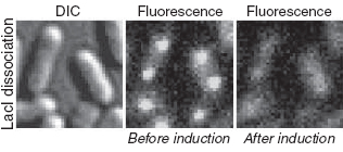 ТФ отделяется от хромосомы при добавлении в среду IPTG. Слева — общий вид бактериальных клеток. В середине — молекулы ТФ, прикрепленные к своим сайтам на хромосоме, имеют вид светящихся точек. Справа — через 40 секунд после добавления IPTG светящиеся точки исчезли. Фото из обсуждаемой статьи в Science