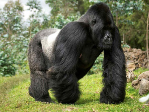 Типичный способ передвижения горилл и шимпанзе — хождение на четырех конечностях с опорой на костяшки пальцев (knuckle-walking). Фото с сайта www.cite-sciences.fr