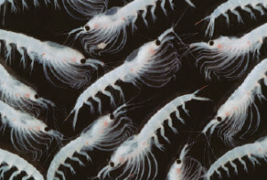 Рис. 5. Криль — рачки эуфазииды, суточные вертикальные миграции которых в некоторой степени способствуют перемешиванию водной толщи. Фото © K.Aitken/V&W/Imagequestmarine.com из статьи Quirin Schiermeier «Plans forge ahead for better weather monitoring» (Nature. 2007. V. 447. P. 524)