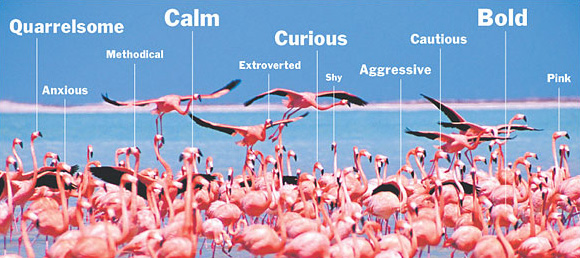 Не только люди, но и многие животные обладают уникальными личными особенностями поведения. Эволюционное происхождение и биологический смысл индивидуальных характеров остаются загадочными. (Фото с сайта graphics8.nytimes.com)