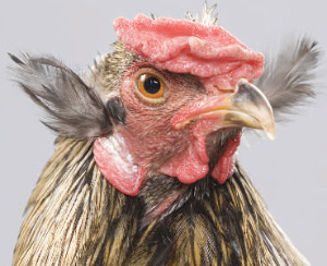 Куры арауканской породы выглядят весьма необычно: они бесхвостые, с торчащими «ушами» из перьев на голове и к тому же откладывают голубые яйца. Как выяснилось, эти странные птицы — прямые потомки кур, завезенных когда-то в Южную Америку из Полинезии (© Derek Sasaki / www.mypetchicken.com)