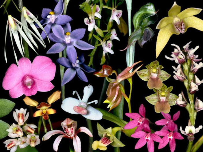 Орхидные — самое разнообразное семейство растений на Земле (коллаж с сайта www.anbg.gov.au)