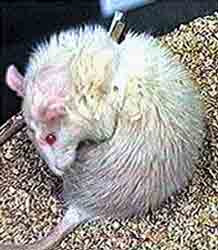 Эта крыса страдает болезнью Паркинсона точно так же, как и люди: тремор конечностей, непроизвольные движения вкупе со всеми другими симптомами. Поэтому исследования паркинсонизма и новые методы его лечения ученые сначала проводят на крысах и мышах. Фото с сайта nauka.relis.ru