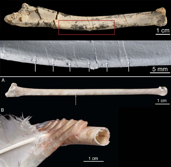 Так выглядит локтевая кость с бугорками-экзостозами монгольского велоцираптора (верхняя панель). А так (нижняя панель) выглядят бугорки-экзостозы на локтевой кости буревестника (А), они отмечены стрелкой. Те же бугорки на локтевой кости индейки (В) гораздо больше; здесь показано также, как перья прикрепляется с помощью связок к этим бугоркам. Изображение из обсуждаемой статьи в Science "Feather Quill Knobs in the Dinosaur Velociraptor"