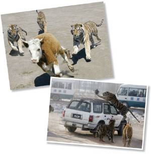 Тигры в Хэндаохэцзы несутся за бычком (вверху) или ловят специально выпущенную из автомобиля курицу (внизу). Таким образом развлекают туристов, наблюдающих за происходящим из окон автобусов. Могут ли навыки охоты на домашних животных помочь этим хищникам выжить в дикой природе? Скорее, нет. А вот на домашний скот они наверняка будут нападать. Тем более что людей они не боятся. Фото из статьи Джерри Гуо в Nature