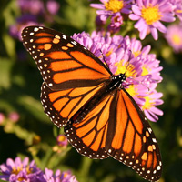 Данаида монарх (Danaus plexippus)