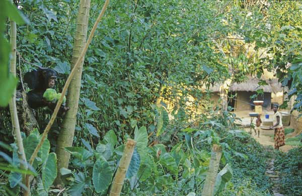 Самец шимпанзе убегает с добычей (фото с сайта www.pri.kyoto-u.ac.jp)