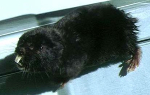 Окраска у обыкновенной слепушонки бывает черная (на снимке) и бурая. Черные особи — «меланисты» — отличаются пониженным уровнем обмена веществ и спокойнее переносят стрессы. Фото О. Э. Костерина с сайта szmn.sbras.ru