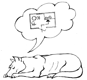 Обладая внутренней когнитивной картой пространства, Каштанка точно знает, что в соседней комнате за диваном лежит пыльная куриная лапка. Рис. П. Рябко из книги «Animal Intelligence: From Individual to Social Cognition»