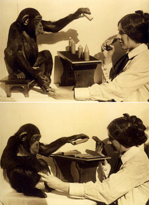 Надежда Ладыгина-Котс проводит опыты с молодым шимпанзе Иони. Вверху — Различение стереометрических фигур. Внизу — Различение толщины при одновременном сопоставлении до пяти объектов. 1914-1916 гг. Из книги: «Дарвиновский музей. 100 лет со дня основания». М.: Издательская Программа ИНТЕРРОСА. 2007 г. Нижний рисунок воспроизведен также в кембриджской книге Ж. И. Резниковой
