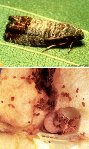Яблонная плодожорка (Cydia pomonella) — главный враг европейских садоводов и всех тех, кто не любит обнаруживать в надкушенном яблоке половину червяка. Если ее не контролировать, она легко может перепортить весь урожай. Фото с сайтов agspsrv34.agric.wa.gov.au (courtesy of USDA–ARS) и www.pinus-tki.si