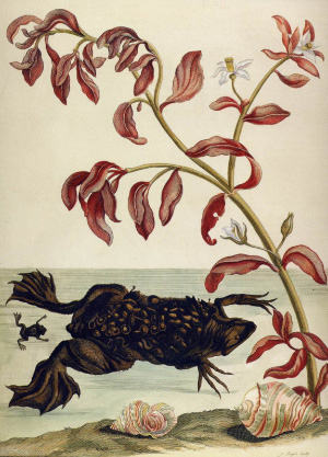 Рисунок из книги голландской художницы и энтомолога Марии Сибиллы Мериан «Dissertatio de generatione et metamorphosibus insectorum Surinamensium». 1726 год. Земноводное в воде — <a суринамская пипа. Из собрания редких книг Дарвиновского музея. Из книги: «Государственный Дарвиновский музей»