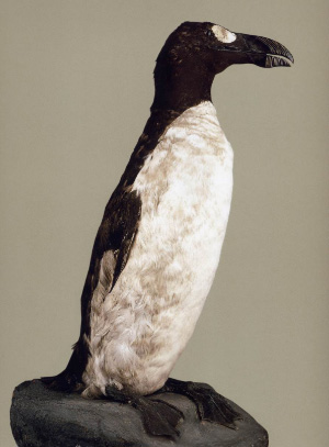 Чучело бескрылой гагарки (Pinguinus impennis) — крупной нелетающей птицы, гнездившейся на островах в северных морях. Птица эта была полностью истреблена человеком к середине XIX века. (См. также Great Auk). Один из ценнейших экспонатов Дарвиновского музея. Фото из книги: «Государственный Дарвиновский музей»