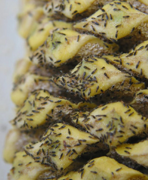 Массовый исход трипсов из нагревшейся мужской шишки саговника (© Irene Terry). Фото из пресс-релиза Университета Юты