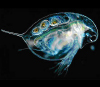 Ветвистоусый рачок Daphnia longispina — массовый представитель зоопланктона озер и луж умеренной зоны. На фотографии видны зреющие яйца в выводковой камере (фото с сайта www.microscopy-uk.org.uk)